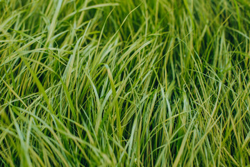 Fototapeta na wymiar close-up shot of fresh green sprouts grass