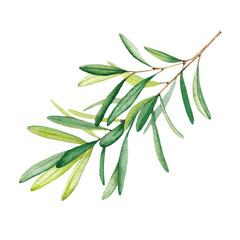 Fototapeta premium Olive branch with leaves. Watercolor illustration. Isolated object on white background.