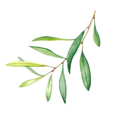 Olive branch with leaves. Watercolor illustration. Isolated object on white background.
