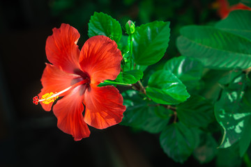 red hibiscus flower - obrazy, fototapety, plakaty