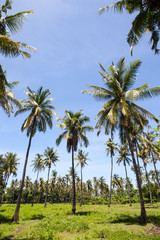 Fototapeta premium coconut trees in the jungle. summer day, Thailand