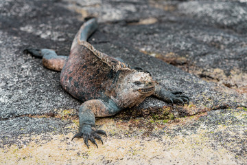  galapagos marine iguanas sits on a black volcano stone near the sea of ​​galapagos island...