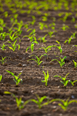 Jeune pousse de maïs dans les champs en France