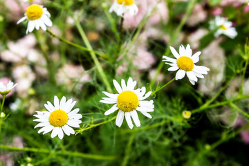 Obraz premium A white daisies in the field. Flower background.
