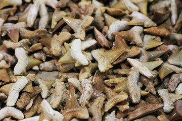 shark teeth fossil collection © jonnysek