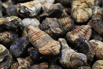 old trilobite fossil