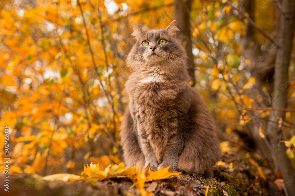 Wall mural grey cat at autumn