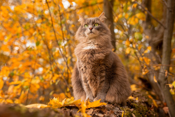 Naklejka na ściany i meble Grey cat at autumn