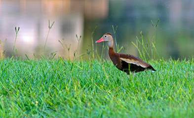 Profile of a Black Bellied Whistling Duck by a Florida lake.
