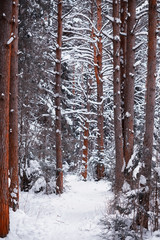 Fototapeta premium Winter forest landscape. Tall trees under snow cover. January frosty day in the park.