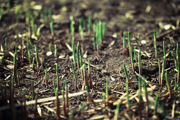 Bright spring greens at dawn in the forest. Nature comes to life in early spring.