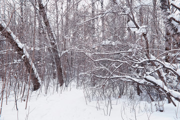 Winter forest landscape. Tall trees under snow cover. January frosty day in the park.