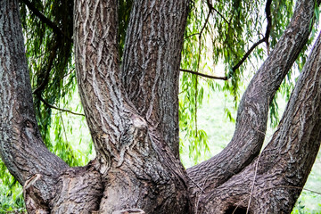 A curving tree in the park. Nature. Green leaves. Bark of tree.