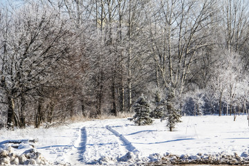 A snowy way. A road in the trees. Amazing winter. A snowy trees, a car tracks, footsteps in snow