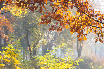 Autumn amazing landscape. Yellow tree leaves, forest, fog, sunny day.