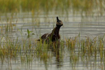 Happy Bathing, White-faced whistling duck catch on camera while happily having bath on the water in...