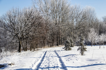 Fototapeta premium A snowy way. A road in the trees. Amazing winter. A snowy trees, a car tracks, footsteps in snow
