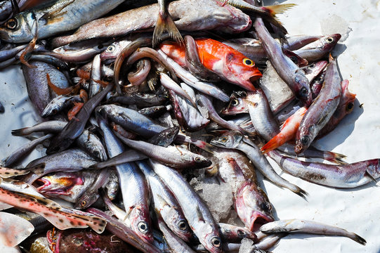 Buntes Allerlei auf einem Fischmarkt - Frischer Fisch ist eine Delicatesse., aber durch die &Uuml;berfischung der Meere in den letzten Jahrzehnten selbst in sogenannten Drittl&auml;ndern immer teurer geworden 