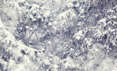 Winter forest landscape. Tall trees under snow cover. January frosty day in the park.