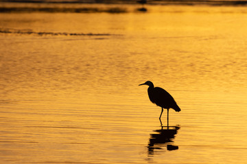 Bird in the Sunset