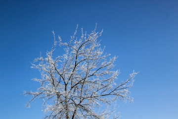 a snowy trees in the blue sky. Sunny day