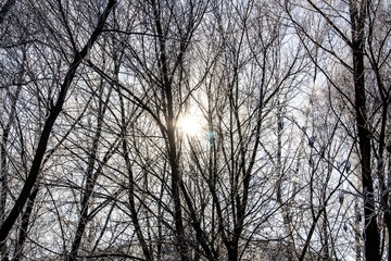 a Luminous sun make a light through tree branches. God light. Winter