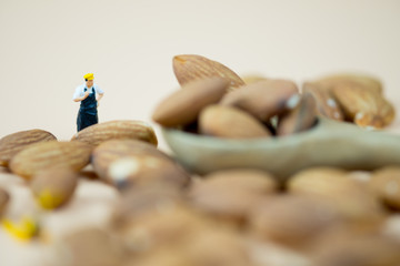 Miniature people chef selecting almond seed for selecting best quality.