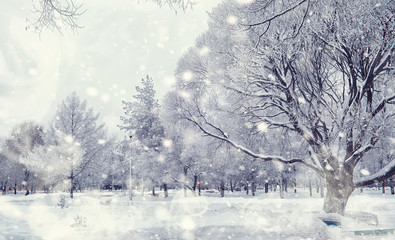 Winter forest landscape. Tall trees under snow cover. January frosty day in the park.