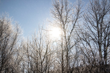 Fototapeta na wymiar a Luminous sun make a light through tree branches. God light. Winter