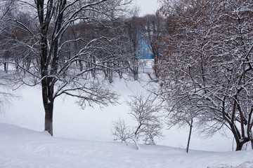 Winter forest landscape. Tall trees under snow cover. January frosty day in the park.
