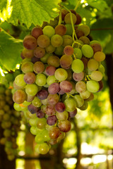 Grapevine with green and blue grapes