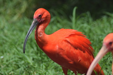 flamingo in zoo