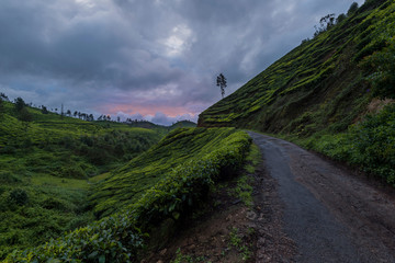 Fototapeta premium Tea plantations seen at Munnar Hill station,Kerala,India