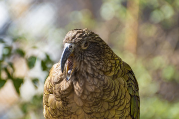 Kea