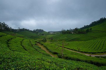 Fototapeta na wymiar Tea plantations seen at Munnar Hill station,Kerala,India