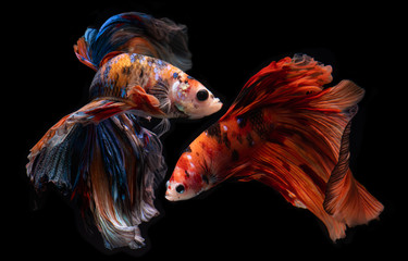 Fototapeta premium Half moon nemo betta fish.
