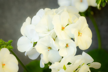 White Flower Geranium Growing In Garden Close Up.