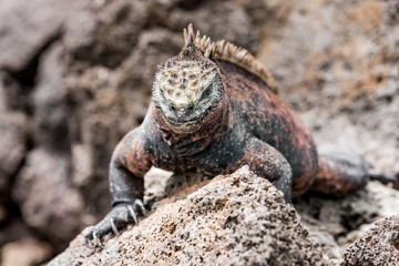  galapagos marine iguanas sits on a black volcano stone near the sea of ​​galapagos island Isabela, with its many spines, the lizard looks like a dinosaur, a primeval monster in the Pacific wilderness