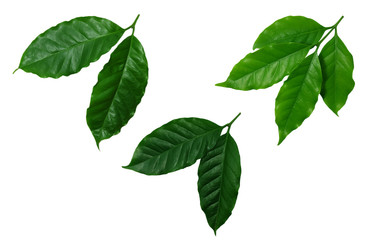 set of coffee​ green​ leaves​ isolated​ on​ white​ background.​ real​ leaves​ from​ nature. 