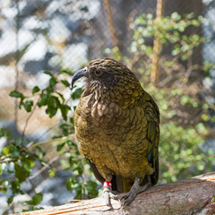 Kea