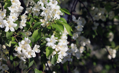blooming apple tree for background
