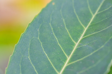 closeup of green leaf