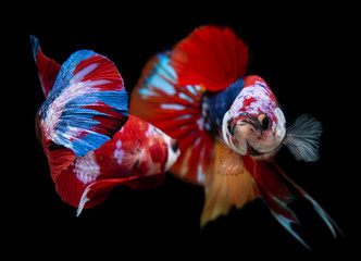 Koi galaxy fancy betta fish.
