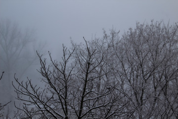 Fototapeta na wymiar A Trees on a winter day. A Foggy day
