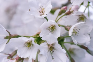 blooming cherry tree in spring