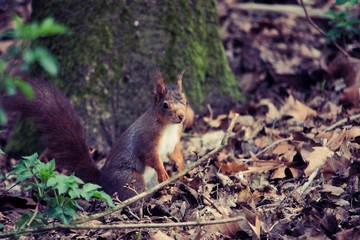 Naklejka na ściany i meble red squirrel eating a nut