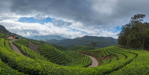 Tea plantations seen at Munnar Hill station,Kerala,India