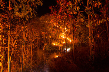 Bushfire burning orange and red at night.