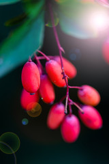 branch of barberry evergreen shrub with red berries on blurred natural background 