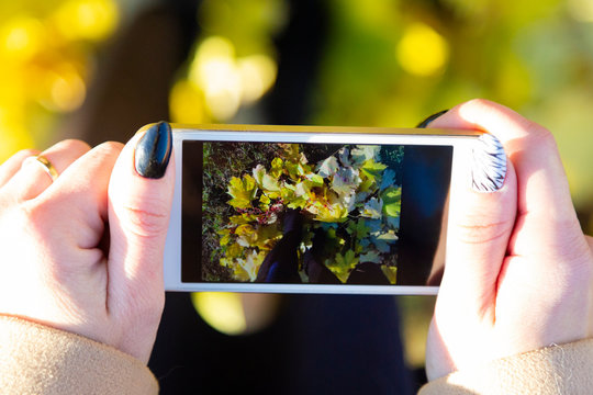 A girl photographs her legs on the phone The phone in hands of a woman makes photos of her shoes against the background of fallen autumn leaves
